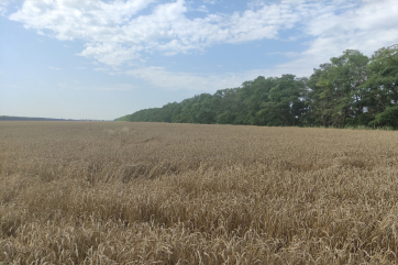 Оценку урожая пшеницы в России эксперты снизили из-за жары и засухи